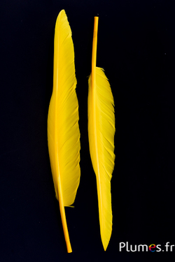 Cygne lame - 28-33 cm - jaune